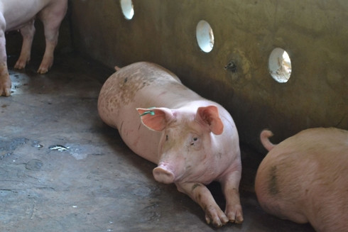 Kẹp thẻ xanh vào heo dương tính với chất tạo nạc (ảnh: P.L)