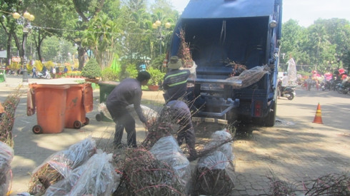 Hàng chục cành đào đã sẵn sàng chờ bỏ lên xe rác để nghiền nát trưa 30 tết (ảnh: P.L)