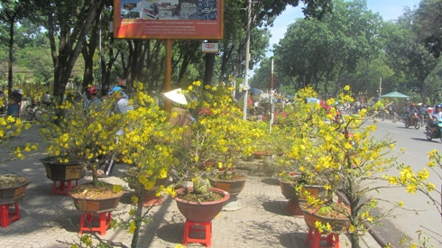 Hàng chục chậu mai đẹp nhưng giá cao cũng không có người mua tại chợ hoa công viên Gia Đinh (ảnh: P.L)