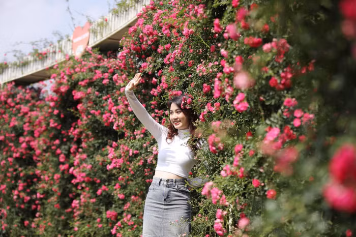 Đặc biệt, nếu đến Fansipan vào cuối tháng 4/2024, đúng vào thời điểm diễn ra Lễ hội Hoa hồng 2024 với chủ đề “Triệu đóa hồng tình yêu”, du khách sẽ được hoà vào không khí lễ hội sôi động với nhiều trải nghiệm hấp dẫn như: Biểu diễn nghệ thuật Tây Bắc, diễu hành xe hoa, tái hiện đám cưới của các dân tộc thiểu số Mông, Dao, Tày, Giáy, Xa Phó, trưng bày áo cưới các dân tộc…