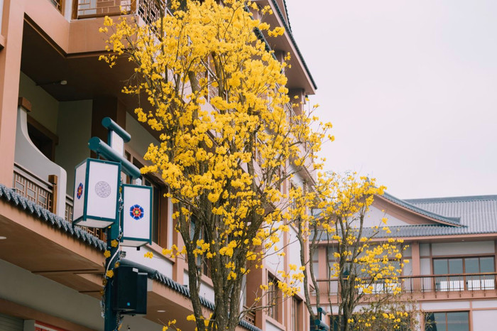 Đến với K-Town, du khách như “lạc” vào một ngôi làng cổ Hàn Quốc. 1-8.jpg