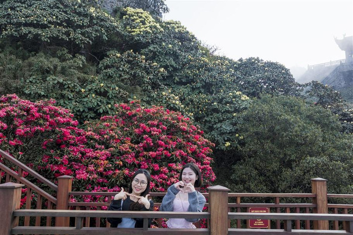Đây là đường dạo ngắm hoa Đỗ quyên đầu tiên tại Việt Nam, nằm tại Kim Sơn Bảo Thắng Tự thuộc quần thể kiến trúc văn hóa tâm linh trên đỉnh thiêng Fansipan, khánh thành từ tháng 5/2023. Đây là đường dạo ngắm hoa Đỗ quyên đầu tiên tại Việt Nam, nằm tại Kim Sơn Bảo Thắng Tự thuộc quần thể kiến trúc văn hóa tâm linh trên đỉnh thiêng Fansipan, khánh thành từ tháng 5/2023.