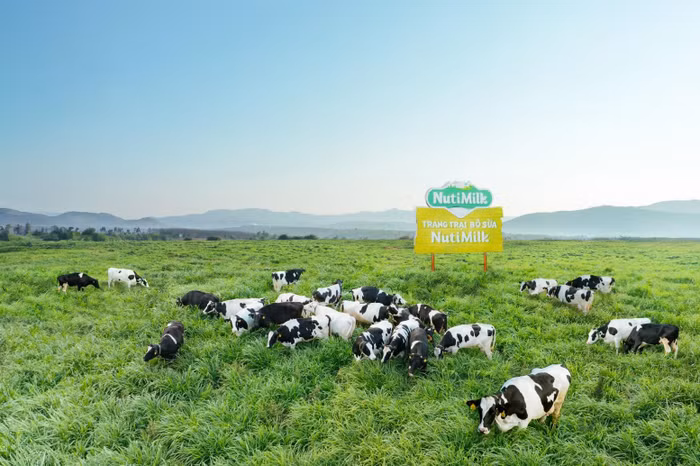 Trang trại NutiMilk – “thiên đường” cho bò sữa