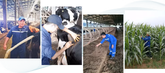 Các đảng viên đang làm việc tại các cụm trang trại TH gồm Bác sĩ thú y Nguyễn Hữu Bình khám sức khỏe cho bò sữa trước khi phối giống; Bác sĩ thú y Nguyễn Thế Lương chuyên khoa mổ cho bò sữa; Anh Nguyễn Cảnh Toàn, kỹ thuật trang trại đang kiểm tra chất lượng đệm sinh học nền chuồng bò sữa; Anh Phạm Xuân Quang, đội trưởng đội sản xuất đang kiểm tra mức độ phát triển của cây ngô. Ảnh: Vũ Toàn