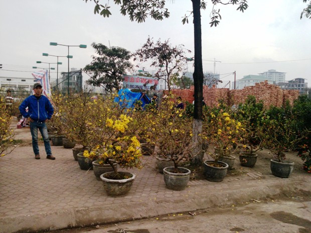 Mai vàng cũng được bày bán ở khu này, giá trung bình từ 2 - 4 triệu đồng/cây Mai vàng cũng được bày bán ở khu này, giá trung bình từ 2 - 4 triệu đồng/cây