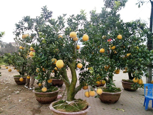 Như cây bưởi này, năm ngoái theo chủ vườn có giá khoảng 12 triệu đồng. Tuy nhiên năm nay giảm xuống chỉ còn khoảng 8 triệu đồng. Dù đã giảm rất nhiều nhưng từ sáng đến 4 chiều vẫn chưa bán được cây nào Như cây bưởi này, năm ngoái theo chủ vườn có giá khoảng 12 triệu đồng. Tuy nhiên năm nay giảm xuống chỉ còn khoảng 8 triệu đồng. Dù đã giảm rất nhiều nhưng từ sáng đến 4 chiều vẫn chưa bán được cây nào