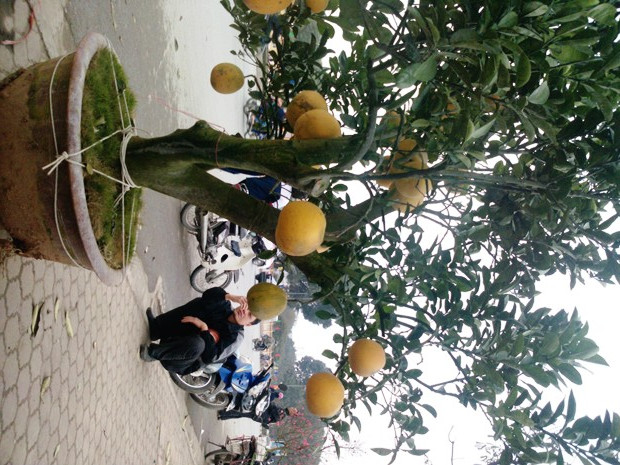 Những người bán cây chơi Tết ở đây cho hay, thông thường phải đến 25, 26 âm người mua mới nhiều, giờ khách chủ yếu đến xem là chính Những người bán cây chơi Tết ở đây cho hay, thông thường phải đến 25, 26 âm người mua mới nhiều, giờ khách chủ yếu đến xem là chính