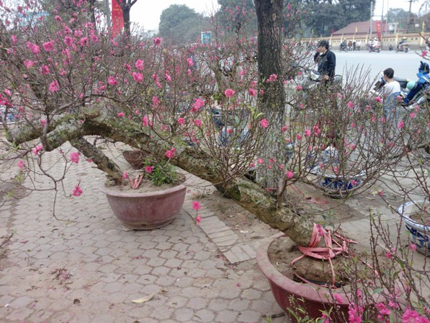 Cây đào này theo chủ vườn có giá cao nhất ở đây: 5 triệu đồng. Cây đào này theo chủ vườn có giá cao nhất ở đây: 5 triệu đồng.