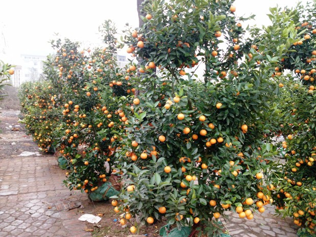 Theo người chủ bán quất cho biết, giá năm nay khá rẻ tuy nhiên rất ít người mua. Có những năm 30 Tết vẫn chưa bán hết, không mang được về họ phải bán tháo mỗi cây 50 nghìn đồng. Theo người chủ bán quất cho biết, giá năm nay khá rẻ tuy nhiên rất ít người mua. Có những năm 30 Tết vẫn chưa bán hết, không mang được về họ phải bán tháo mỗi cây 50 nghìn đồng.