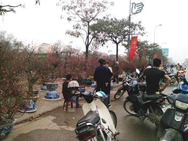 Con đường Hồ Tùng Mậu - Cầu Giấy - Hà Nội (đoạn đối diện nghĩa trang Mai Dịch) không khí Tết từng bừng rộn ràng hơn bởi xuất hiện nhiều khu vực bán cây Tết như đào, quýt, quất, bưởi cảnh, mai vàng... Con đường Hồ Tùng Mậu - Cầu Giấy - Hà Nội (đoạn đối diện nghĩa trang Mai Dịch) không khí Tết từng bừng rộn ràng hơn bởi xuất hiện nhiều khu vực bán cây Tết như đào, quýt, quất, bưởi cảnh, mai vàng...