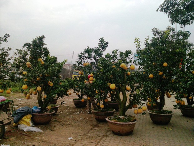 Để có một đượ một cây bưởi cảnh như thê này, người nông dân phải mất thấp nhất là 3 năm từ khâu chiết cành, trồng và chăm sóc. Những cây như đào, quýt, buất, bưởi cảnh này chủ yếu được nhập từ dưới Hưng Yên Để có một đượ một cây bưởi cảnh như thê này, người nông dân phải mất thấp nhất là 3 năm từ khâu chiết cành, trồng và chăm sóc. Những cây như đào, quýt, buất, bưởi cảnh này chủ yếu được nhập từ dưới Hưng Yên