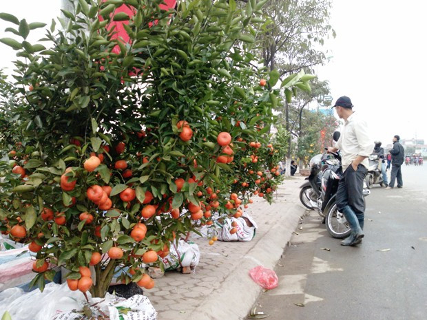 Giá quất, quýt năm nay không có nhiều thay đổi so với năm ngoái, giá dao động từ 400.000 - 2 triệu đồng/cây Giá quất, quýt năm nay không có nhiều thay đổi so với năm ngoái, giá dao động từ 400.000 - 2 triệu đồng/cây