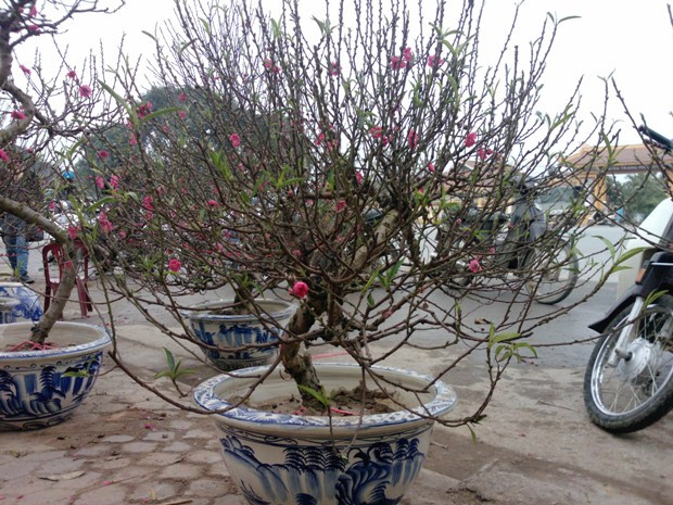 Còn đây là cây có giá thấp nhất: 700 nghìn đồng Còn đây là cây có giá thấp nhất: 700 nghìn đồng