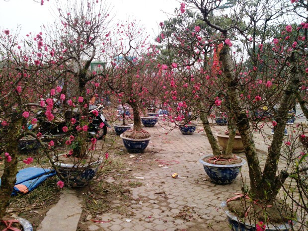 Rất nhiều thế cây khác nhau cho khách hàng lựa chọn Rất nhiều thế cây khác nhau cho khách hàng lựa chọn