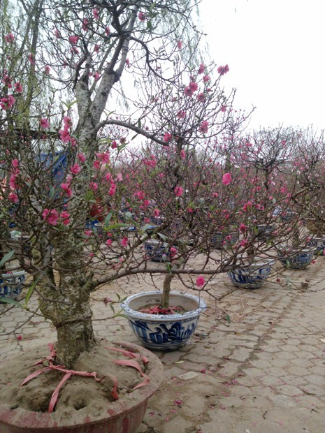 Giá đào dao động từ 700.000 - 5 triệu đồng/cây, tùy vào dáng, thế và tuổi đào Giá đào dao động từ 700.000 - 5 triệu đồng/cây, tùy vào dáng, thế và tuổi đào