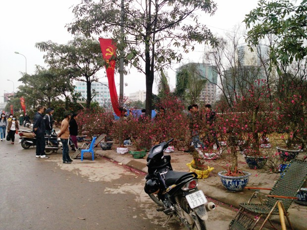 Tuy mới 23 tháng Chạp (âm lịch) nhưng cũng đã có khá nhiều người đến xem và mua cây về chơi Tết. Tuy mới 23 tháng Chạp (âm lịch) nhưng cũng đã có khá nhiều người đến xem và mua cây về chơi Tết.