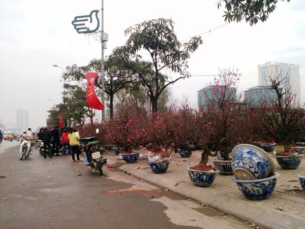 Theo chủ vườn đào này cho biết, giá đào năm nay cao hơn so với mọi năm chừng 10%. Theo chủ vườn đào này cho biết, giá đào năm nay cao hơn so với mọi năm chừng 10%.