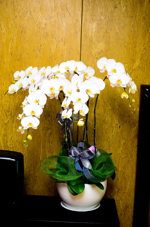 Trong quá trình tìm, cô và doanh nhân Hà Lan sống tại đây vì an ninh tốt, đặc biệt, rất tiện lợi cho việc đi lại của cả hai. Trong quá trình tìm, cô và doanh nhân Hà Lan sống tại đây vì an ninh tốt, đặc biệt, rất tiện lợi cho việc đi lại của cả hai.