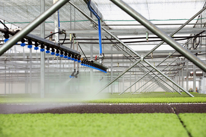 Trồng rau sạch theo công nghệ cao của VinEco. (Ảnh: P.V) Trồng rau sạch theo công nghệ cao của VinEco. (Ảnh: P.V)