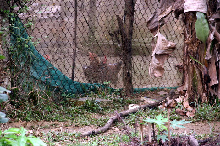 Khu vực nuôi gà của nhà Mỹ Linh - Anh Quân. Xem tiếp: Buổi họp báo có một không hai tại nhà diva Mỹ Linh // Thành Chương 'đánh liều' kể chuyện '3 chìm 4 nổi' của Mỹ Linh Khu vực nuôi gà của nhà Mỹ Linh - Anh Quân. Xem tiếp: Buổi họp báo có một không hai tại nhà diva Mỹ Linh // Thành Chương 'đánh liều' kể chuyện '3 chìm 4 nổi' của Mỹ Linh