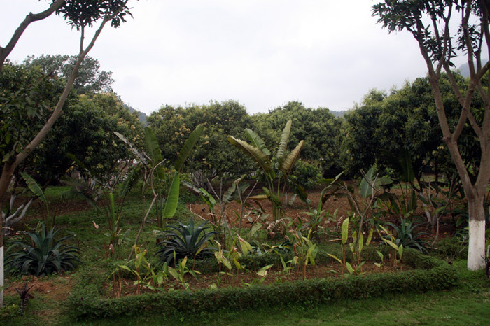 Khu vườn trước dãy nhà chính của Mỹ Linh - Anh Quân trồng rất nhiều cây vải, chuối cảnh. Xem tiếp: Buổi họp báo có một không hai tại nhà diva Mỹ Linh // Thành Chương 'đánh liều' kể chuyện '3 chìm 4 nổi' của Mỹ Linh Khu vườn trước dãy nhà chính của Mỹ Linh - Anh Quân trồng rất nhiều cây vải, chuối cảnh. Xem tiếp: Buổi họp báo có một không hai tại nhà diva Mỹ Linh // Thành Chương 'đánh liều' kể chuyện '3 chìm 4 nổi' của Mỹ Linh