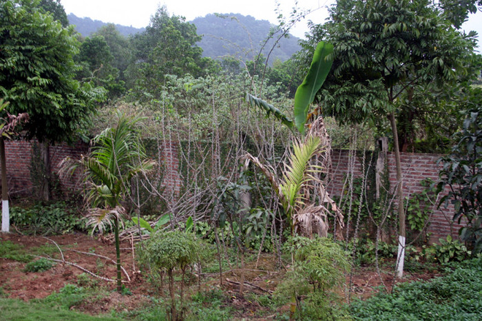 Trong khu vực vườn rộng của nhà Mỹ Linh còn trồng cả cây sắn. Xem tiếp: Buổi họp báo có một không hai tại nhà diva Mỹ Linh // Thành Chương 'đánh liều' kể chuyện '3 chìm 4 nổi' của Mỹ Linh Trong khu vực vườn rộng của nhà Mỹ Linh còn trồng cả cây sắn. Xem tiếp: Buổi họp báo có một không hai tại nhà diva Mỹ Linh // Thành Chương 'đánh liều' kể chuyện '3 chìm 4 nổi' của Mỹ Linh