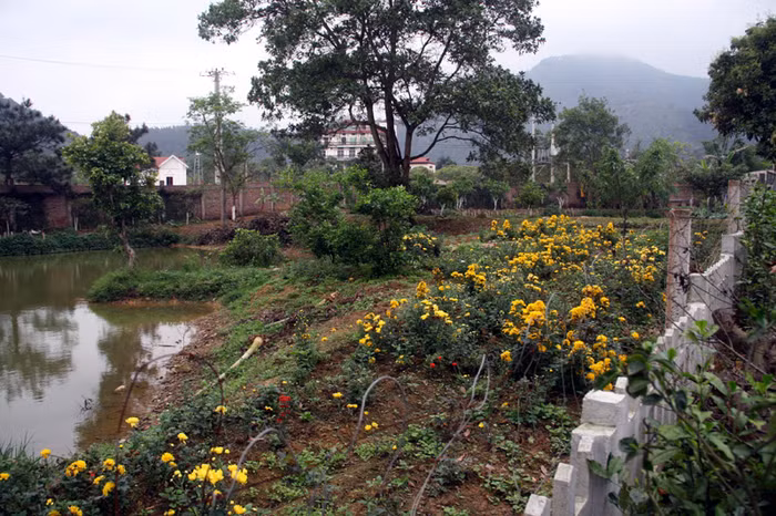 Bao quanh nhà Mỹ Linh có rất nhiều các loại cây cối, ao cá và hoa. Xem tiếp: Ngỡ ngàng ngắm vườn cây, ao cá, chuồng gà nhà ca sỹ Mỹ Linh // Thành Chương 'đánh liều' kể chuyện '3 chìm 4 nổi' của Mỹ Linh