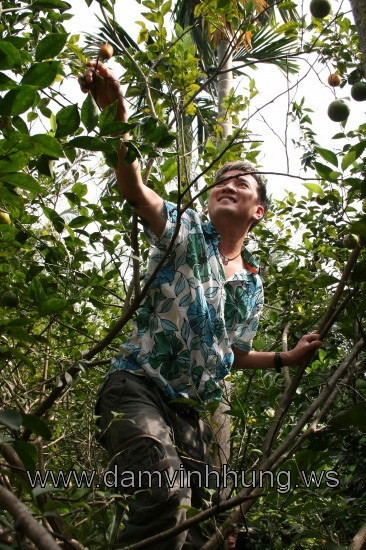 Trèo cây hái quả.