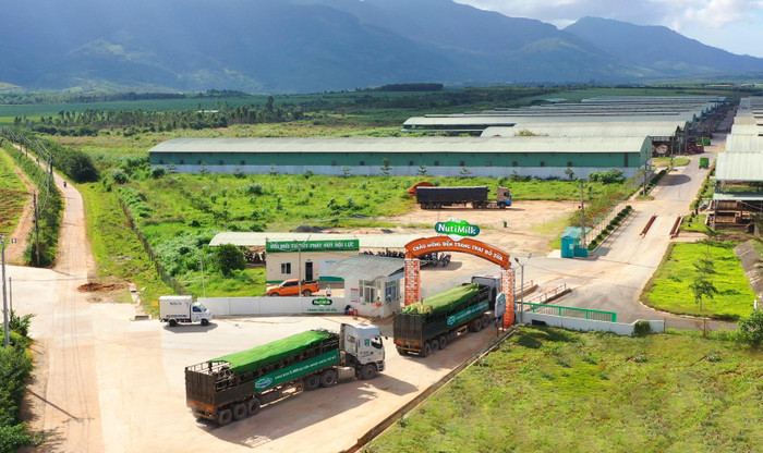 Sau khi được nhập tịch ở cảng Quy Nhơn, bò được chuyển về trang trại bò sữa NutiMilk tại Gia Lai Sau khi được nhập tịch ở cảng Quy Nhơn, bò được chuyển về trang trại bò sữa NutiMilk tại Gia Lai