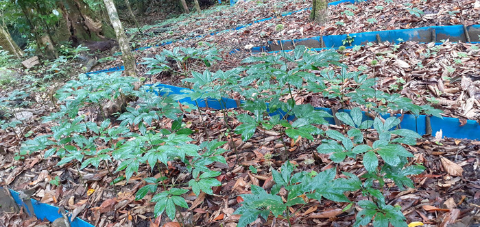 Nutifood sở hữu trang trại sâm Ngọc Linh lớn nhất Quảng Nam thông qua việc đầu tư vào Quasapharco Nutifood sở hữu trang trại sâm Ngọc Linh lớn nhất Quảng Nam thông qua việc đầu tư vào Quasapharco