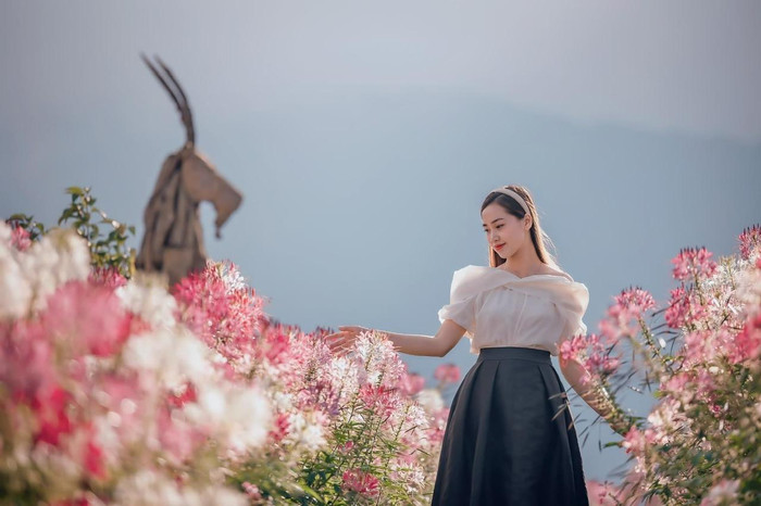 Mùa mây đến với Fansipan, du khách còn có cơ hội thưởng thức “đặc sản” hoa đuôi công hay còn gọi là hồng ri, hồng chiêu quân tại thung lũng nhà ga đi cáp treo. Năm nay, hoa đuôi công được khu du lịch kỳ công nuôi trồng bạt ngàn trên những sườn đồi, đua nhau khoe sắc đỏ hồng lãng mạn, tạo thành điểm check-in đẹp mắt cho du khách. Mùa mây gõ cửa mang theo cả muôn hoa ngợp ngời sắc hương về với Fansipan, để phố núi vốn đã đẹp nay càng huyền ảo và mộng mơ. Ảnh: Tư liệu 2022