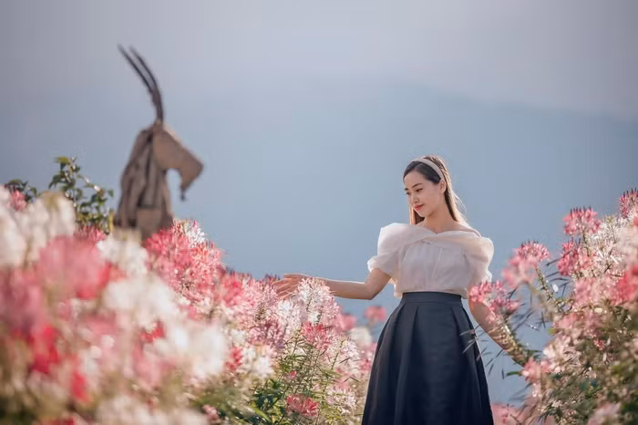 Mùa mây đến với Fansipan, du khách còn có cơ hội thưởng thức “đặc sản” hoa đuôi công hay còn gọi là hồng ri, hồng chiêu quân tại thung lũng nhà ga đi cáp treo. Năm nay, hoa đuôi công được khu du lịch kỳ công nuôi trồng bạt ngàn trên những sườn đồi, đua nhau khoe sắc đỏ hồng lãng mạn, tạo thành điểm check-in đẹp mắt cho du khách. Mùa mây gõ cửa mang theo cả muôn hoa ngợp ngời sắc hương về với Fansipan, để phố núi vốn đã đẹp nay càng huyền ảo và mộng mơ. Ảnh: Tư liệu 2022