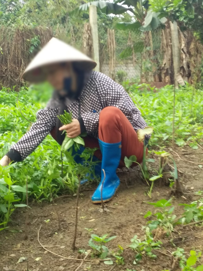 Thất nghiệp, giáo viên ở nhà trồng rau, nuôi gà (Ảnh:V.N) Thất nghiệp, giáo viên ở nhà trồng rau, nuôi gà (Ảnh:V.N)