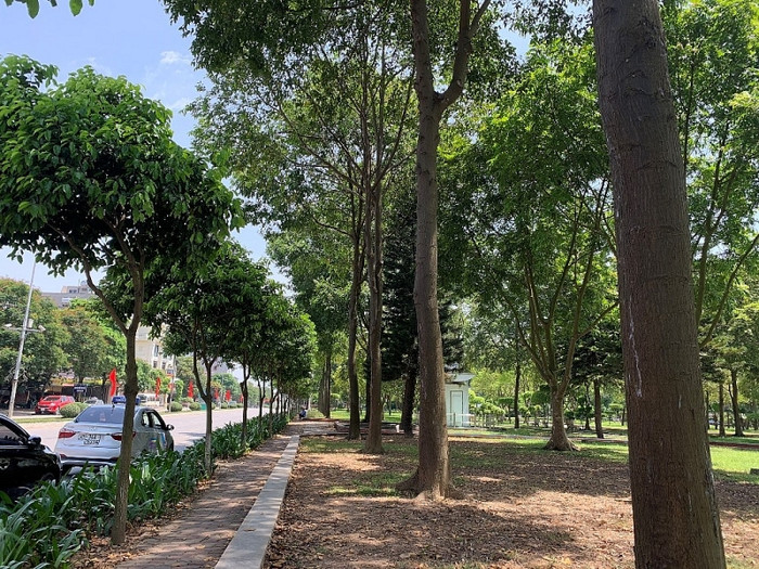 Những cây sao đen đầu tiên được Chủ tịch Quốc hội Nguyễn Thị Kim Ngân trồng sinh trưởng và phát triển tốt. Những cây sao đen đầu tiên được Chủ tịch Quốc hội Nguyễn Thị Kim Ngân trồng sinh trưởng và phát triển tốt.