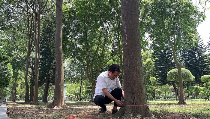 Chu vi thân cây đã được gần 1m. Chu vi thân cây đã được gần 1m.