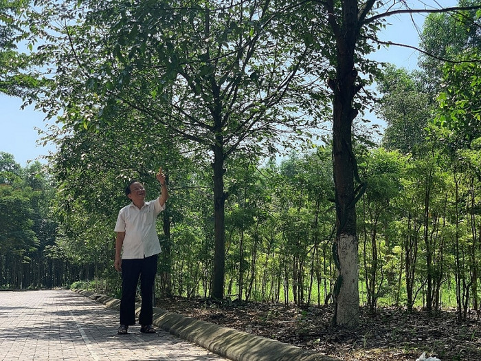 Cây sao đen được trồng ở khuôn viên Trường Đại học Thành Đông. Cây sao đen được trồng ở khuôn viên Trường Đại học Thành Đông.