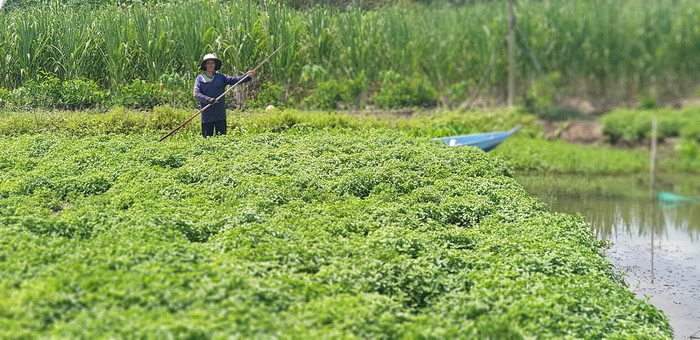 Những ruộng sương sáo xanh mướt đang vào mùa thu hoạch Những ruộng sương sáo xanh mướt đang vào mùa thu hoạch