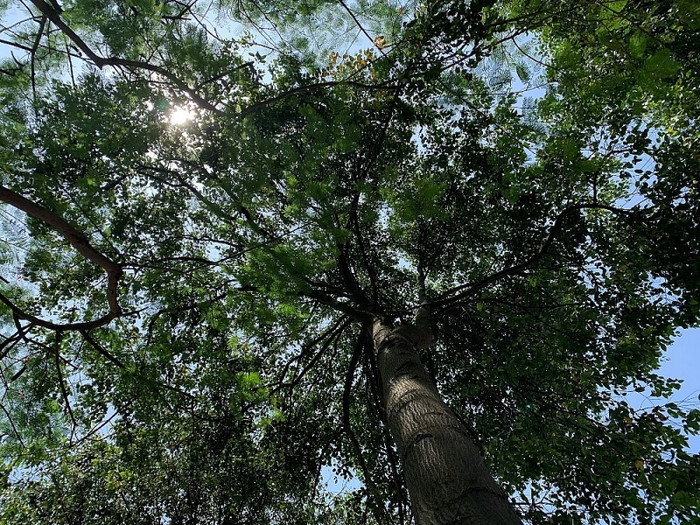 Tán cây tỏa bóng mát quanh năm. Tán cây tỏa bóng mát quanh năm.