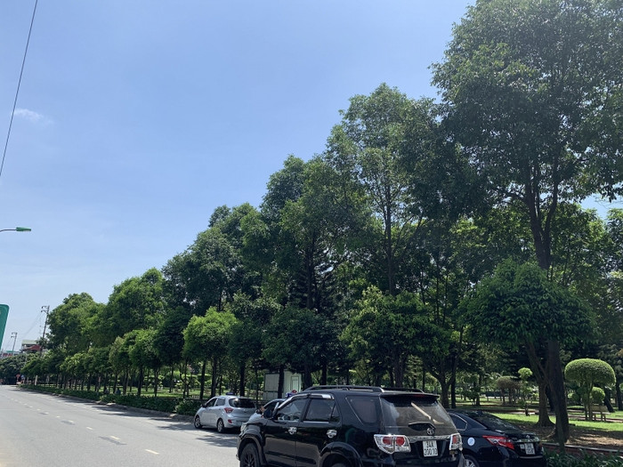 Hàng cây sao đen đầu tiên được trồng ở công viên Bạch Đằng, nay đã cao lớn, thẳng tắp. Hàng cây sao đen đầu tiên được trồng ở công viên Bạch Đằng, nay đã cao lớn, thẳng tắp.