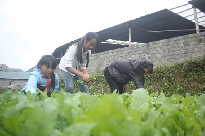Học sinh cũng trồng rau sạch để cải thiện bữa ăn hoặc bán lại cho nhà trường để lấy tiền đó bổ sung vào quỹ lớp (Ảnh:Đức Minh)