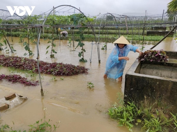 Vùng rau Tuý Loan, xã Hoà Phong, huyện Hoà Vang, thành phố Đà Nẵng bị mưa ngập gây hư hại. (Ảnh: VOV) Vùng rau Tuý Loan, xã Hoà Phong, huyện Hoà Vang, thành phố Đà Nẵng bị mưa ngập gây hư hại. (Ảnh: VOV)