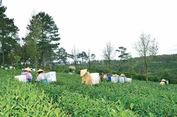 Dòng vốn VietinBank vươn tới vùng nông thôn, vùng sâu, vùng xa thúc đẩy phát triển kinh tế