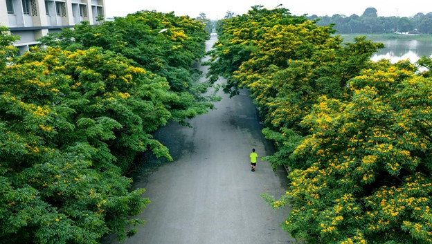 Những hàng cây tỏa bóng mát, xoa dịu tâm hồn Picture1.jpg