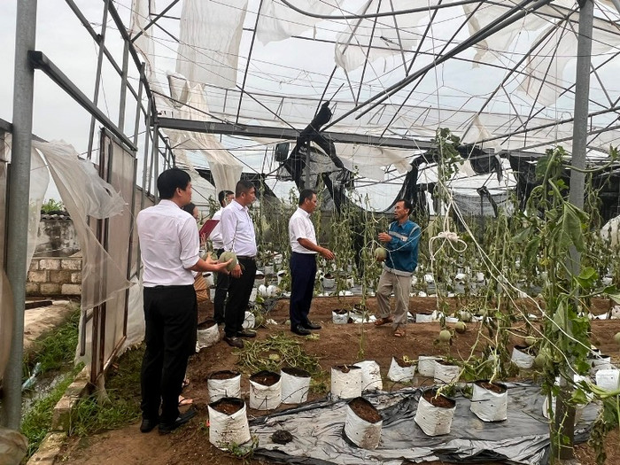 Do ảnh hưởng bởi bão số 3, toàn bộ 6 sào diện tích trồng dưa lưới của gia đình anh Đoàn Văn Đạt tại Hải Dương đã bị hư hỏng không còn khả năng thu hoạch. Do ảnh hưởng bởi bão số 3, toàn bộ 6 sào diện tích trồng dưa lưới của gia đình anh Đoàn Văn Đạt tại Hải Dương đã bị hư hỏng không còn khả năng thu hoạch.