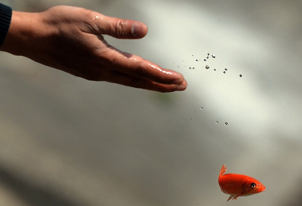 Việc thả cá chép trong ngày Tết ông Công ông Táo mang nhiều ý nghĩa nhân văn. (Ảnh: vietq.vn) Việc thả cá chép trong ngày Tết ông Công ông Táo mang nhiều ý nghĩa nhân văn. (Ảnh: vietq.vn)