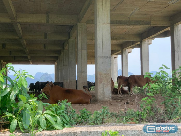 Dự án Đại học Hoa Lư nhiều năm nằm đắp chiếu, hoang hóa. Ảnh: Cao Kim Anh Dự án Đại học Hoa Lư nhiều năm nằm đắp chiếu, hoang hóa. Ảnh: Cao Kim Anh