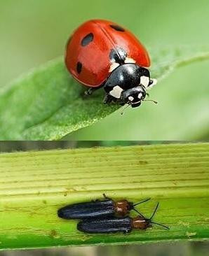 Ảnh bọ rùa (trên) và bọ dừa (dưới). Ảnh bọ rùa (trên) và bọ dừa (dưới).