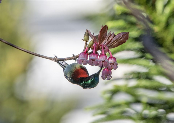 Ảnh: NAG Huỳnh Nam Đông Ảnh: NAG Huỳnh Nam Đông