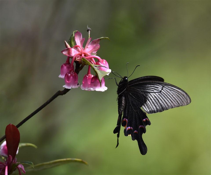 Đây là loài hoa đặc trưng báo hiệu mùa xuân về, chỉ nở trên đỉnh Bà Nà và một số ít nơi có thổ nhưỡng phù hợp. (Ảnh: NAG Đào Quang Tuyên) Đây là loài hoa đặc trưng báo hiệu mùa xuân về, chỉ nở trên đỉnh Bà Nà và một số ít nơi có thổ nhưỡng phù hợp. (Ảnh: NAG Đào Quang Tuyên)