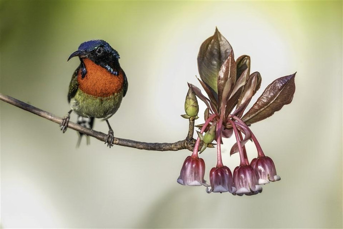 Khung cảnh mùa xuân nên thơ tại khu tâm linh Bà Nà (Ảnh: NAG Phạm Phùng) Khung cảnh mùa xuân nên thơ tại khu tâm linh Bà Nà (Ảnh: NAG Phạm Phùng)